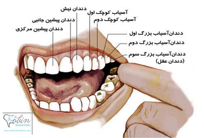 موقعیت دندان ها در آناتومی دندان چگونه است؟